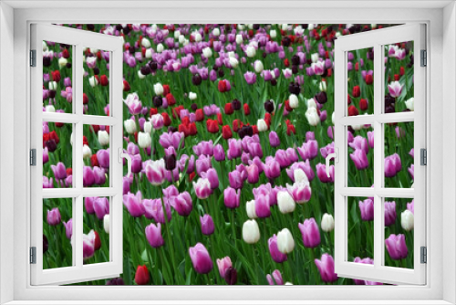 Fototapeta Naklejka Na Ścianę Okno 3D - Field of pink, white, red and purple tulips