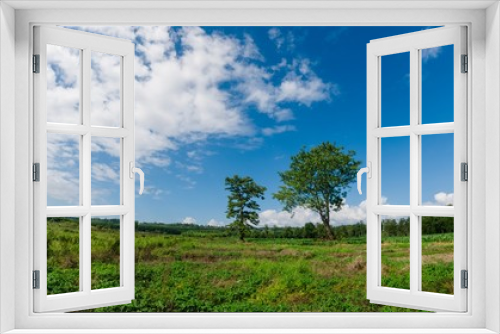 Fototapeta Naklejka Na Ścianę Okno 3D - tree in a field