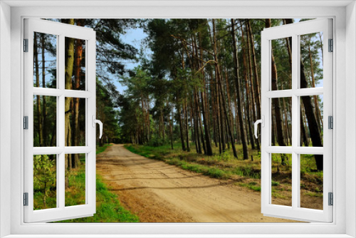 Fototapeta Naklejka Na Ścianę Okno 3D - Sandy road in a pine grove