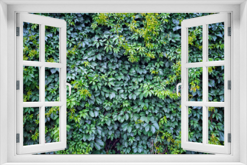 Fototapeta Naklejka Na Ścianę Okno 3D - Green ivy background. Fresh green leaves texture