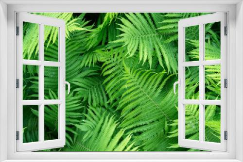 Fototapeta Naklejka Na Ścianę Okno 3D - Green fern pattern background. Fresh green leaves texture