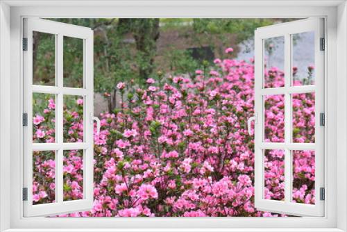 Fototapeta Naklejka Na Ścianę Okno 3D - Pink Rododendrum