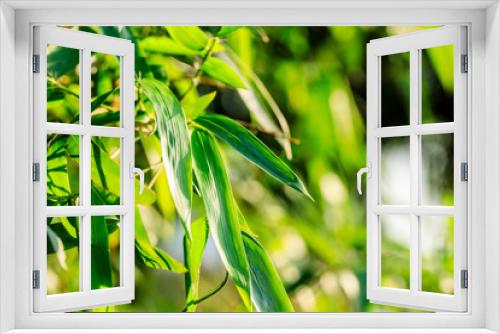 Fototapeta Naklejka Na Ścianę Okno 3D - Green bamboo leaves nature background