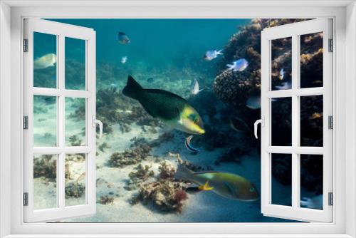 Fototapeta Naklejka Na Ścianę Okno 3D - Tropical Island Reef Diving