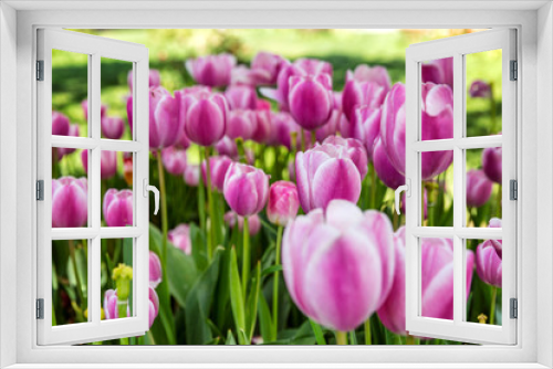 Fototapeta Naklejka Na Ścianę Okno 3D - Pink tulips in the park, closeup. Beautiful view.