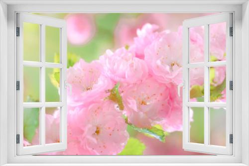 Fototapeta Naklejka Na Ścianę Okno 3D - Pink flower sakura bloom in spring season, closeup