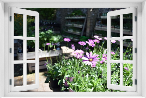 Fototapeta Naklejka Na Ścianę Okno 3D - Purple daisy garden