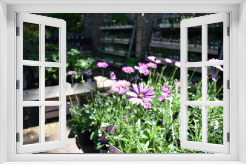 Fototapeta Naklejka Na Ścianę Okno 3D - Purple daisy garden, violet, chrysanthemum 