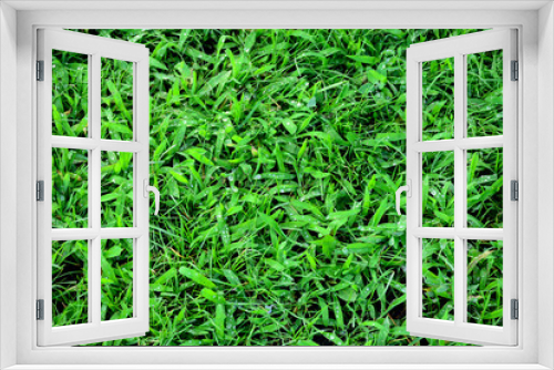 Fototapeta Naklejka Na Ścianę Okno 3D - Grass background