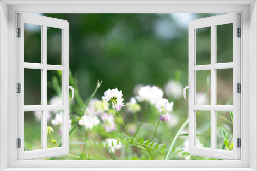 Fototapeta Naklejka Na Ścianę Okno 3D - White wildflowers on a green background. Selective focus.