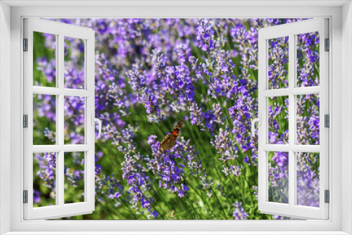 Fototapeta Naklejka Na Ścianę Okno 3D - Lavender flowers in the sun in soft focus, pastel colors and blur background. Purple field of lavender. Provence with space for text. French lavender in the field, unsharp light effect. Short focus
