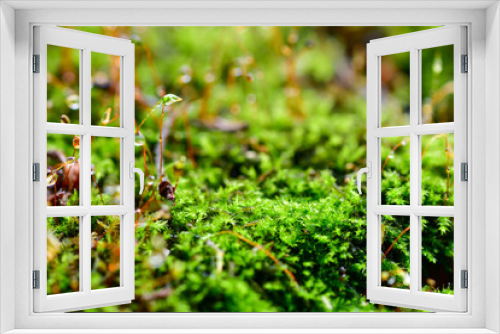 Fototapeta Naklejka Na Ścianę Okno 3D - Forest moss