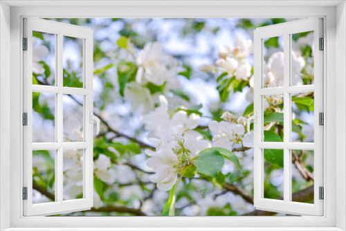 Fototapeta Naklejka Na Ścianę Okno 3D - Close up Apple tree branch with white flowers