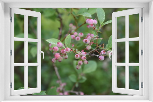 Fototapeta Naklejka Na Ścianę Okno 3D - Blueberries bloom pretty in spring,and in summer the fruit swells to green, red, blue and purple black,and in autumn you can enjoy the vivid autumn leaves.