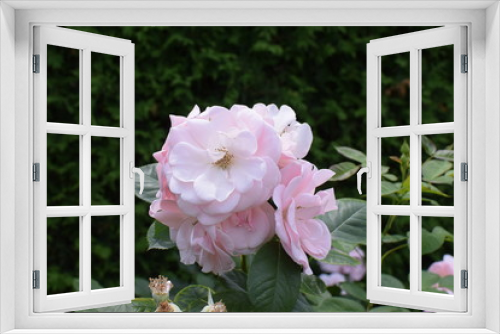 Fototapeta Naklejka Na Ścianę Okno 3D - light pink roses