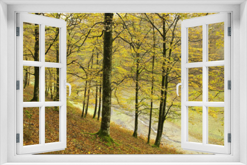 Fototapeta Naklejka Na Ścianę Okno 3D - Bosque de Leurtza (Navarra)