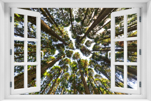 Fototapeta Naklejka Na Ścianę Okno 3D - Japanese Pine Trees Forest Seen from Below