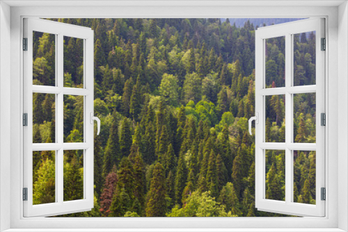 Fototapeta Naklejka Na Ścianę Okno 3D - Coniferous forests on the slopes of the Caucasus Mountains