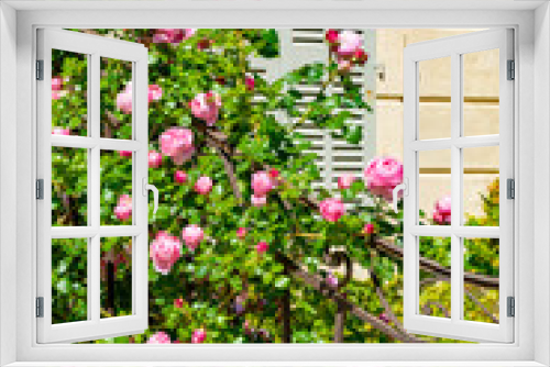 Fototapeta Naklejka Na Ścianę Okno 3D - Blossom of pink rose flowers growing in castle garden in Provence, France