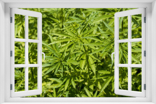 Fototapeta Naklejka Na Ścianę Okno 3D - Agricultural hemp.  Plantation of wild hemp. Cannabis leaves close up. 