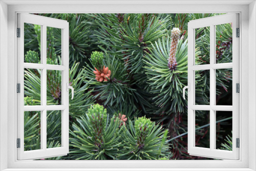 Fototapeta Naklejka Na Ścianę Okno 3D - small fir cones on bushes close-up