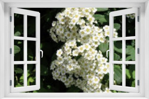 Fototapeta Naklejka Na Ścianę Okno 3D - bush with flower close up