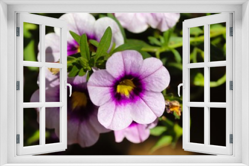 Fototapeta Naklejka Na Ścianę Okno 3D - Blüte einer Petunie in violett
