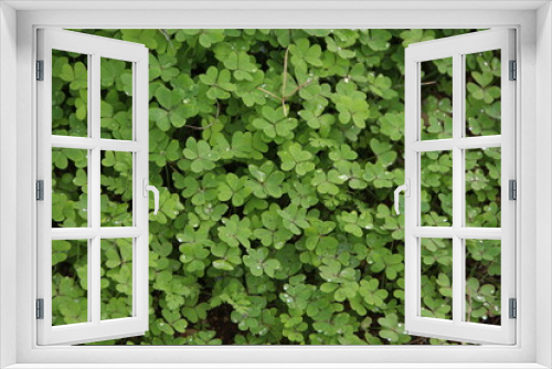 Fototapeta Naklejka Na Ścianę Okno 3D - clover plant background