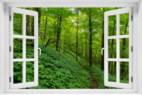 Fototapeta Naklejka Na Ścianę Okno 3D - Green Everywhere in Summer Forest