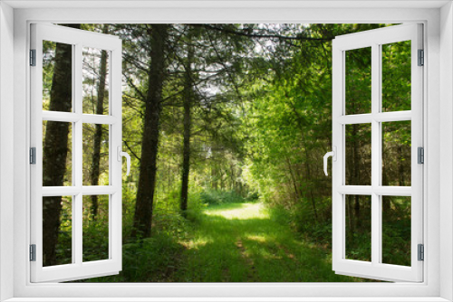 Fototapeta Naklejka Na Ścianę Okno 3D - Forest landscape