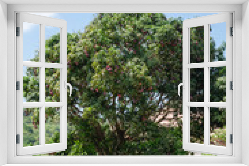Fototapeta Naklejka Na Ścianę Okno 3D - Irwin Mango Tree With Fruits