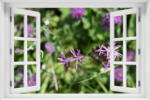 Fototapeta Naklejka Na Ścianę Okno 3D - Pink flowers in the meadow.