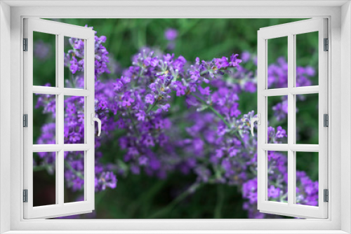 Fototapeta Naklejka Na Ścianę Okno 3D - Blooming lilac lavender, close up, background. Fragrant beautiful flowers bloom in summer in the garden