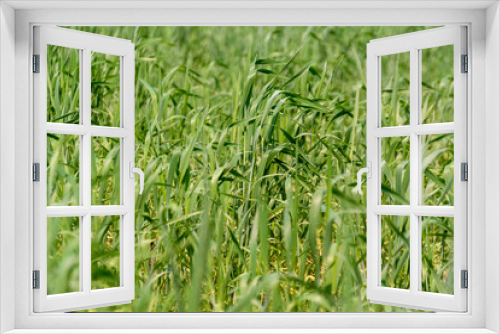 Fototapeta Naklejka Na Ścianę Okno 3D - Young green spikelets of wheat on the field on a farm.