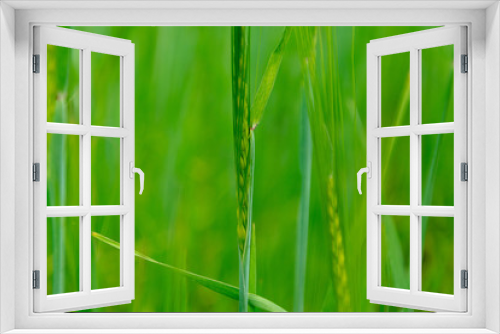 Fototapeta Naklejka Na Ścianę Okno 3D - Closeup view of barley spikelets or rye in barley field. Green barley focused in large agricultural rural wheat field