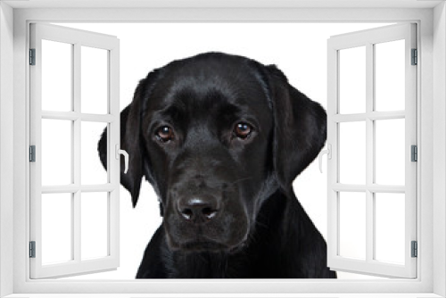 Fototapeta Naklejka Na Ścianę Okno 3D - Dog breed black labrador puppy portrait on white background