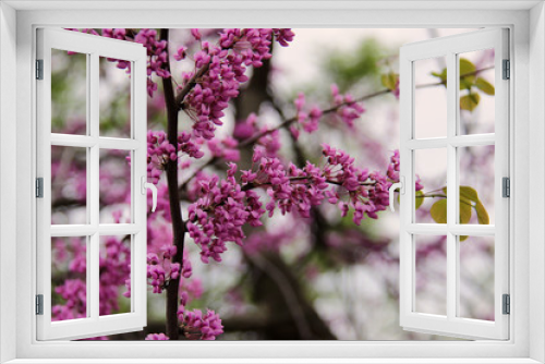 Fototapeta Naklejka Na Ścianę Okno 3D - Pink flowers of cercis siliquastrum (Judas tree) in spring