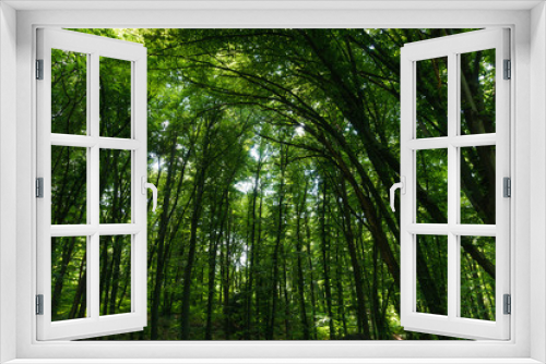 Fototapeta Naklejka Na Ścianę Okno 3D - Summer deciduous forest