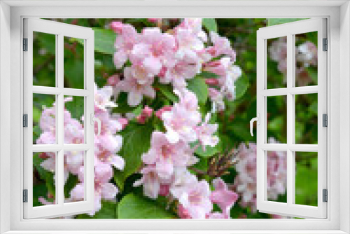 Fototapeta Naklejka Na Ścianę Okno 3D - Pink flowers of a veygela garden (Weigela Thunb.)