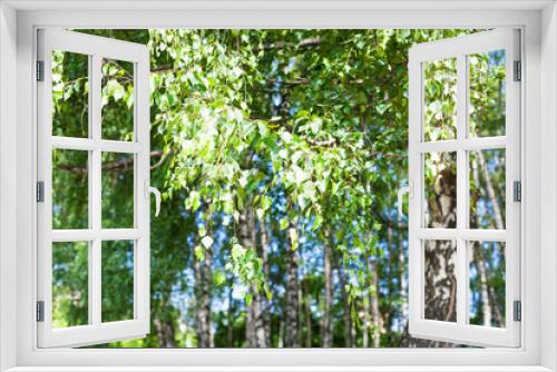Fototapeta Naklejka Na Ścianę Okno 3D - foliage of birch tree in birch grove in forest