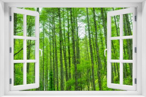 Fototapeta Naklejka Na Ścianę Okno 3D - 新緑のカラマツ林