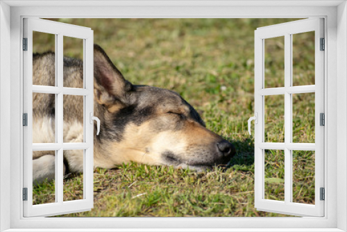 Fototapeta Naklejka Na Ścianę Okno 3D - Very cute dog similar to a wolf posing on the grass outdoors in summer.