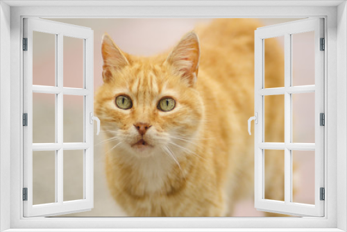 Fototapeta Naklejka Na Ścianę Okno 3D - Gato felino animal mascota naranja