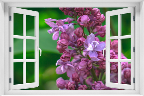 Fototapeta Naklejka Na Ścianę Okno 3D - Pink inflorescence. bloom, flowering, blossom, blossoming, flower	