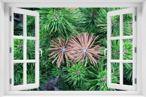 Fototapeta Naklejka Na Ścianę Okno 3D - Two yellowed spruce twigs among greens close-up