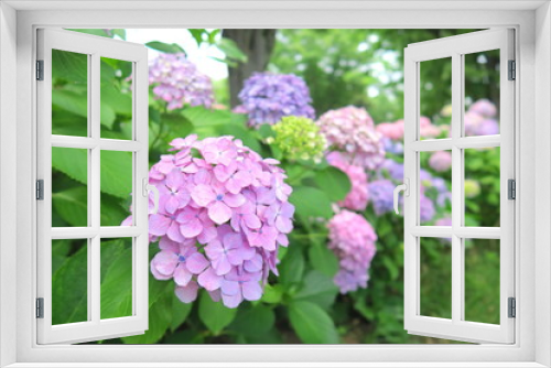 Fototapeta Naklejka Na Ścianę Okno 3D - 公園に咲く紫陽花