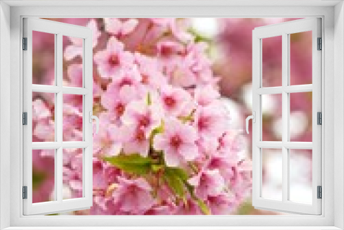 Fototapeta Naklejka Na Ścianę Okno 3D - Kawazu cherry blossoms : full blooming