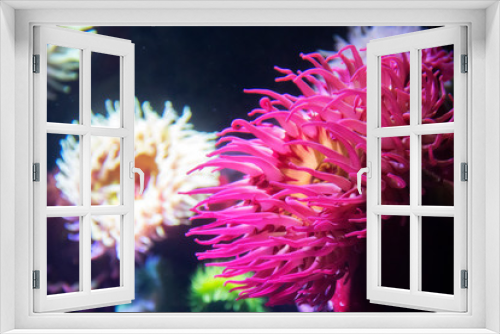 Fototapeta Naklejka Na Ścianę Okno 3D - coral and sea anemones at the Ripley's Aquarium in Toronto Ontario Canada