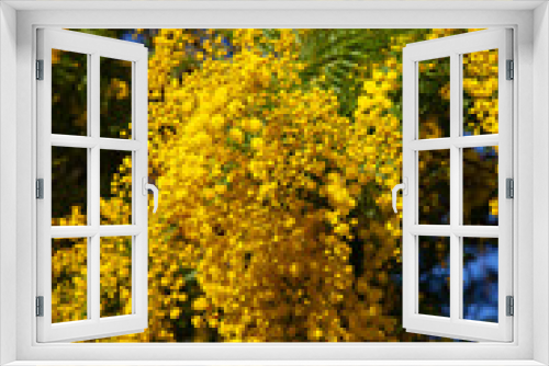 Fototapeta Naklejka Na Ścianę Okno 3D - Acacia dealbata flowers