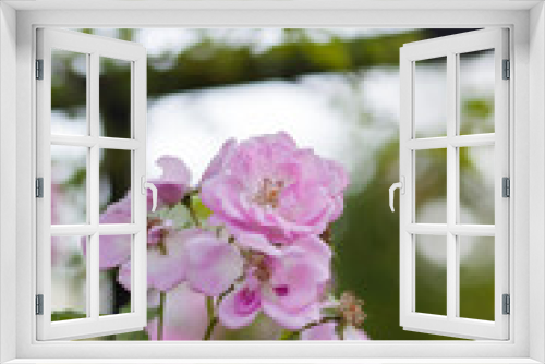 Fototapeta Naklejka Na Ścianę Okno 3D - Rose flower photo. Beautiful spring or summer bloomingrose plant. Flower blossom bright image. Rose bush bloom.Selective focus, blurred background